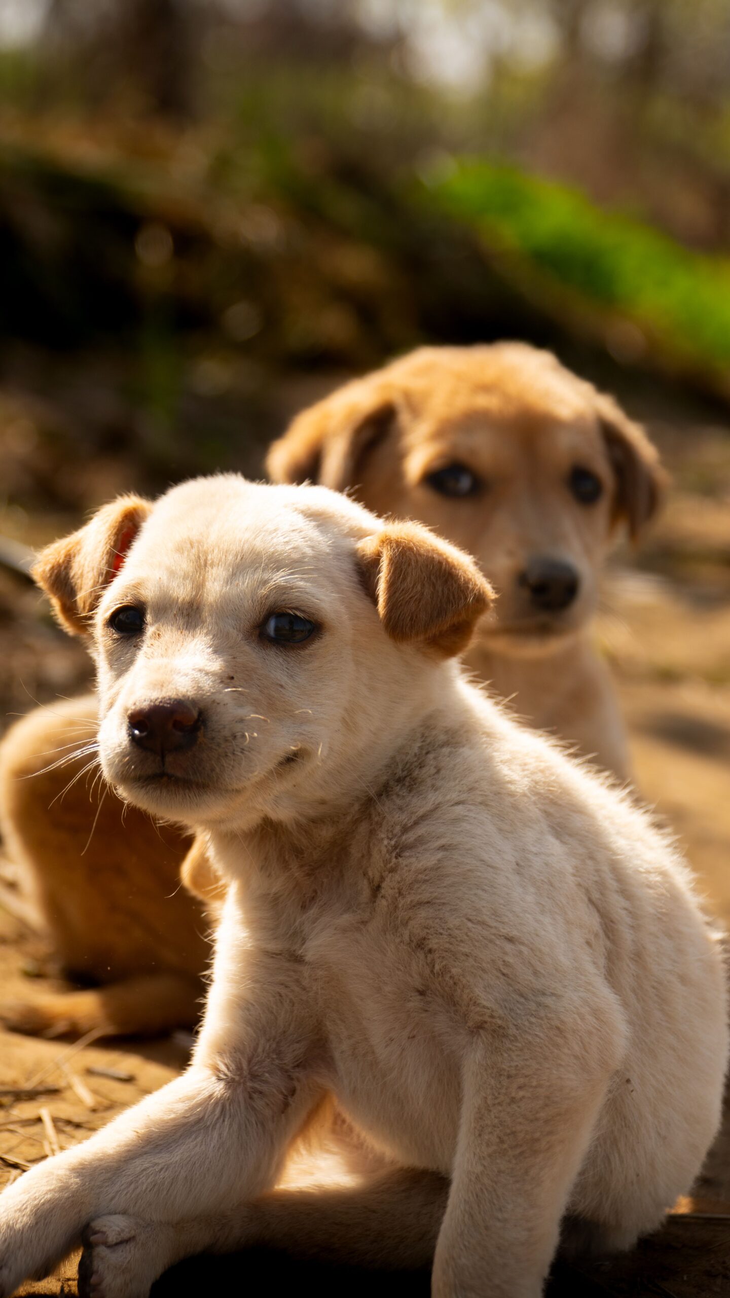 Fido, Meticcio in cerca di casa