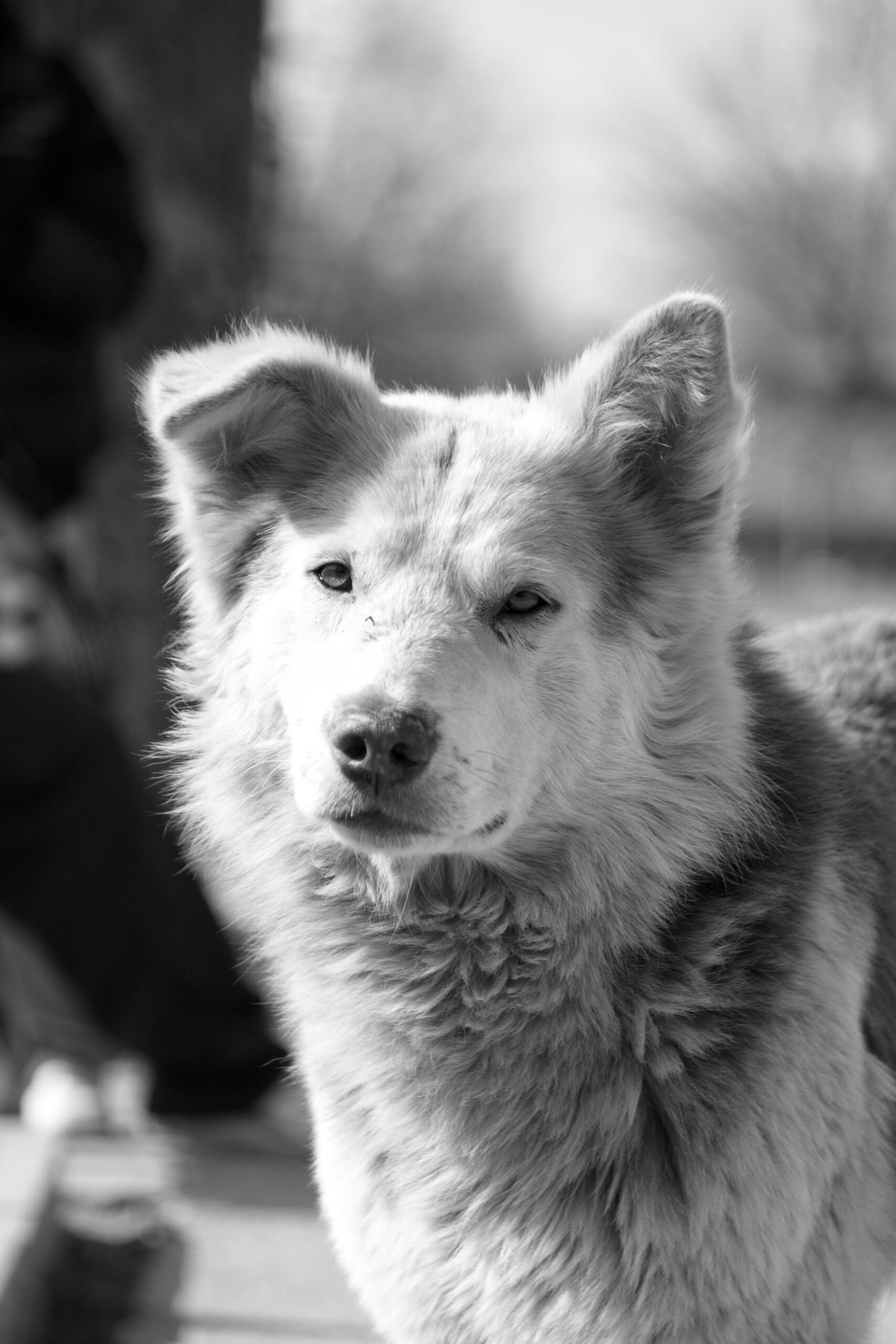 Stella, Meticcio (aspetto Volpino) in cerca di casa