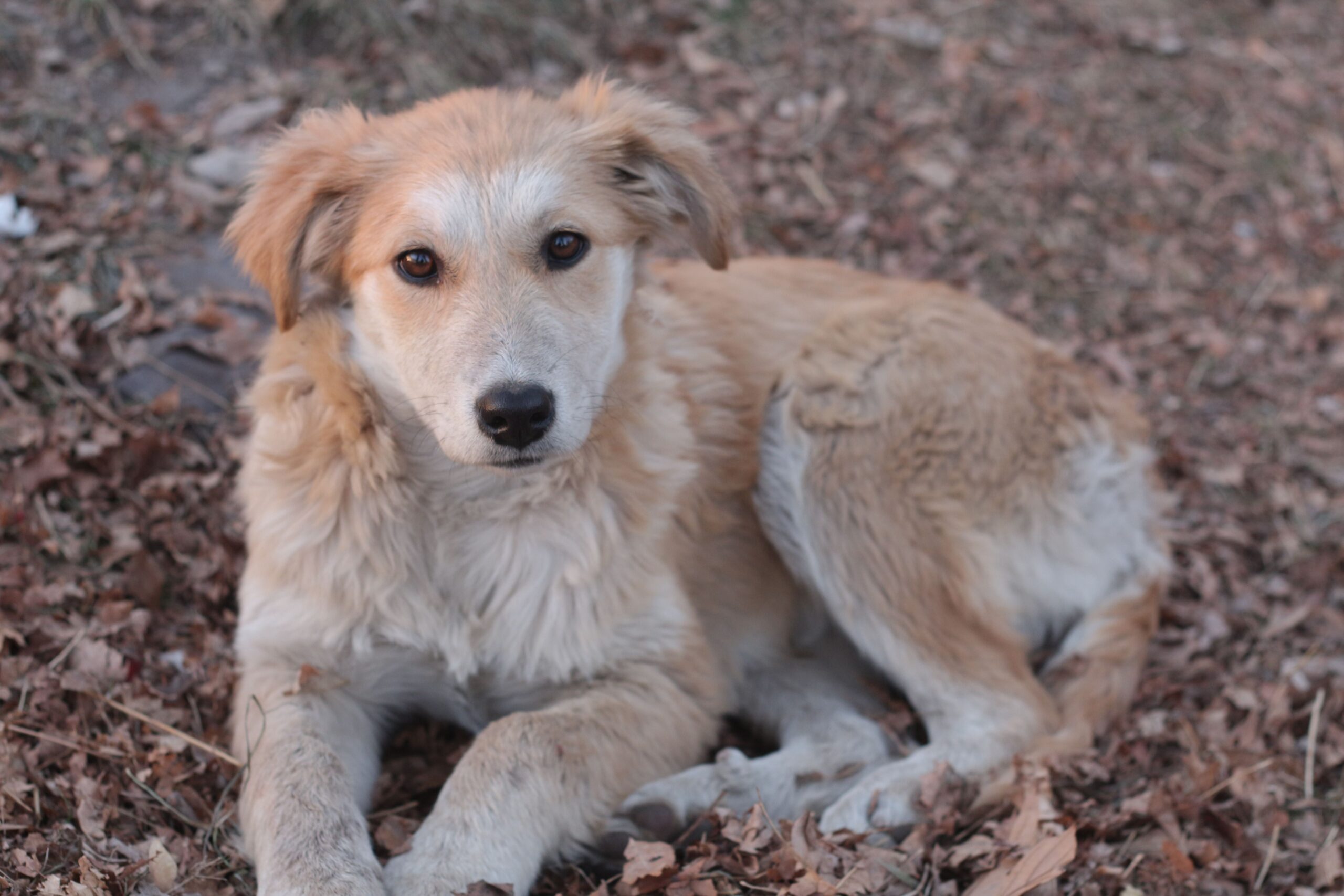 Luna, Meticcio (aspetto Golden Retriever) in cerca di casa