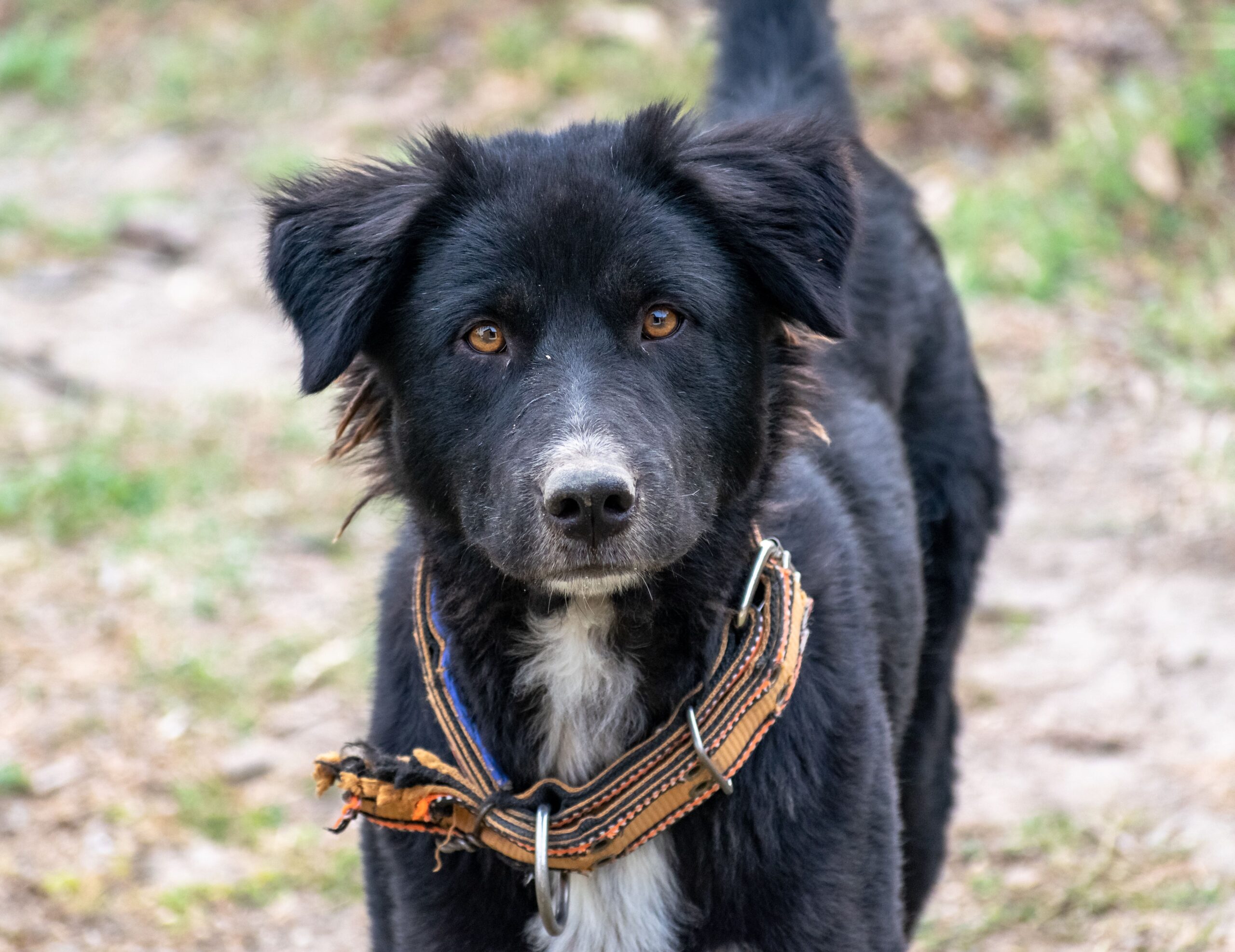 Rocky, Meticcio (aspetto Border Collie) in cerca di casa