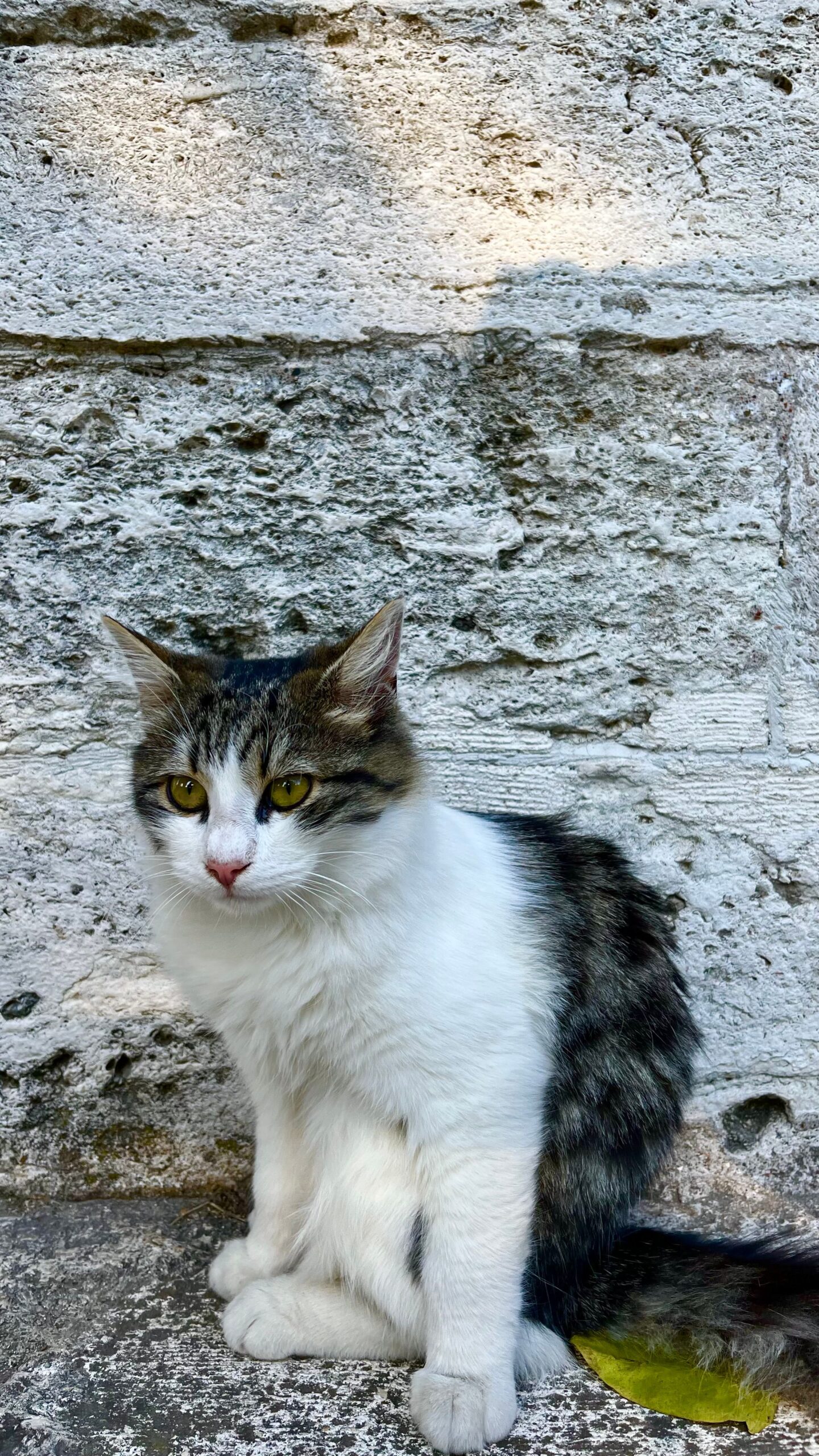 Tigre, Europeo in cerca di casa